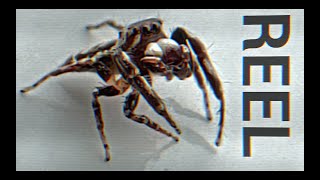 Filmmaking Reel 2025 Wildlife, Stop Motion, Documentary Editing