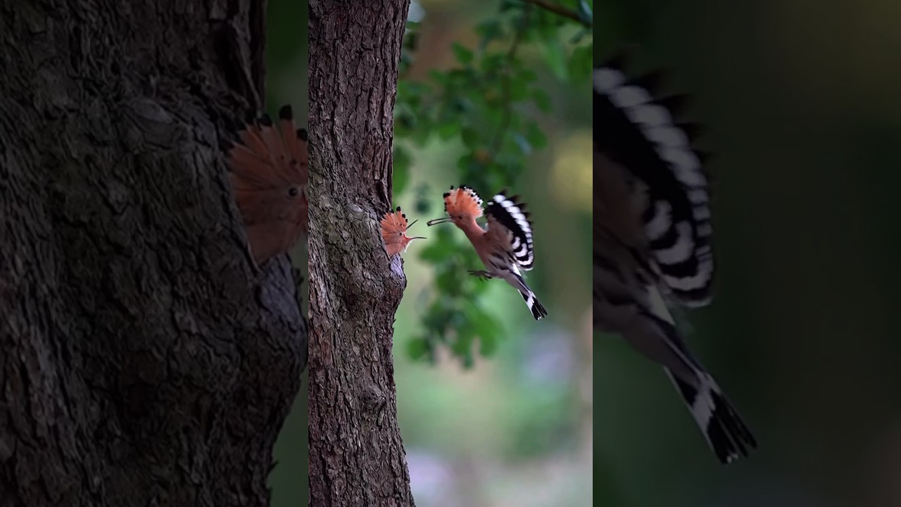 🔴 Eurasian hoopoe feeding his youngling 