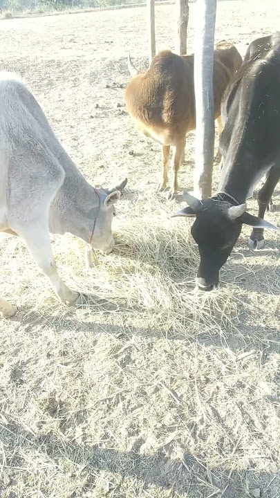 Animal//Animal sounds//Animal sounds no copyright//Animal background music no copyright//Animal vide