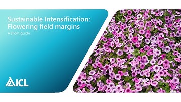 Sustainable intensification: Flowering Field margins | ICL Professional Horticulture