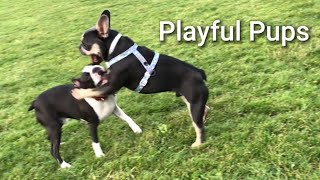 Boston Terrier VS French Bulldog ( playful pups )