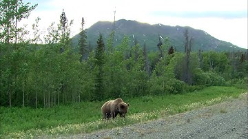 Adapting to Climate Change in Yukon - Mountain Pine Beetle