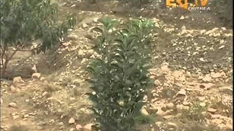 Eritrean Temperate Fruit Farms in Nacfa sub zone in good condition by EriTV
