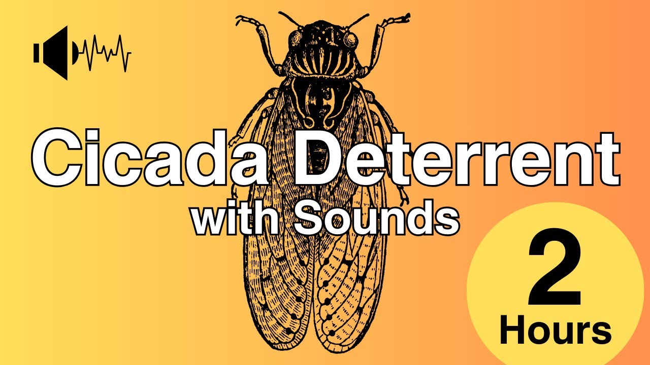 STOP Cicada Chaos with THIS Deterrent Sound