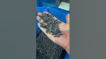 TAIHO Oil Sunflower Seeds Sorting Machine  #taiho #colorsorter #sortingmachine #sunflowerseed