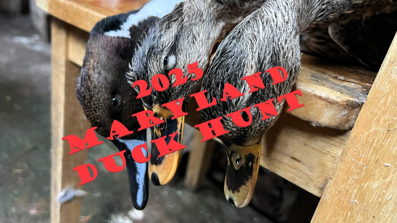 Утиная охота в Мэриленде в ноябре 2025 г.
