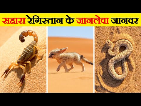 सहारा के रेगिस्तान में पाए जाने वाले जानवर | Animals Found in Sahara Desert