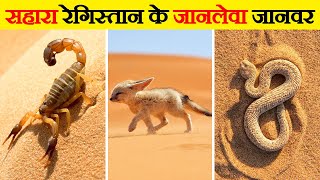 सहारा के रेगिस्तान में पाए जाने वाले जानवर | Animals Found in Sahara Desert