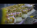 Arla foods documentary