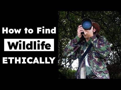 WILDLIFE PHOTOGRAPHY TUTORIALS: