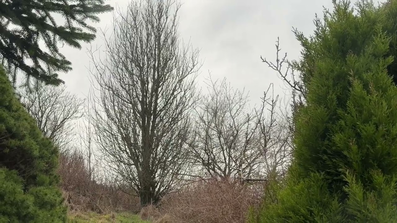 1 Minute of Calm | UK Countryside Trees & Natural Silence