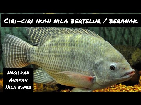 Ikan Mujair Beranak