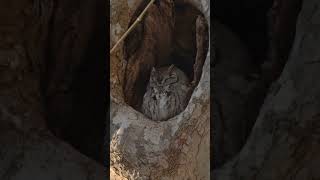 Eastern Screech Owl  #birds #wildbirds #wildlife #birdslover #owl #easternscreechowl