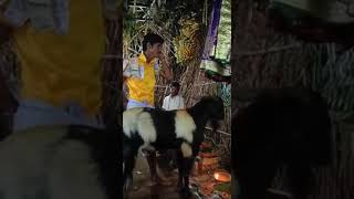 Ankaboyena Venkatramana Village గమమపడ.... Golla Chaduvu