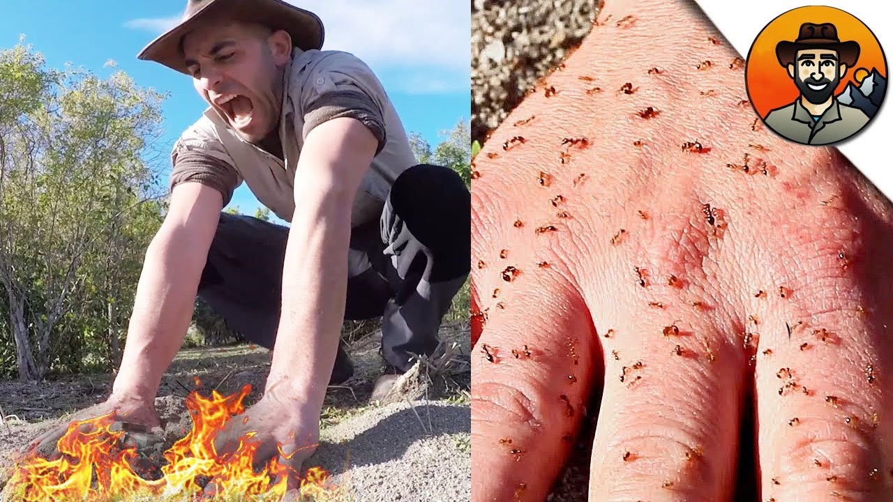 УКУСЫ ОГНЕННЫХ МУРАВЬЕВ / Койот Питерсон на русском