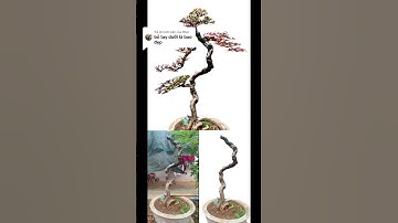 những video cây cảnh đẹp của các nhà vườn 0386700914 giao luư các loại cây cảnh