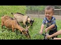 Daily life  the boy helps his mother herd the goats  17 year old single mother  anh hmong