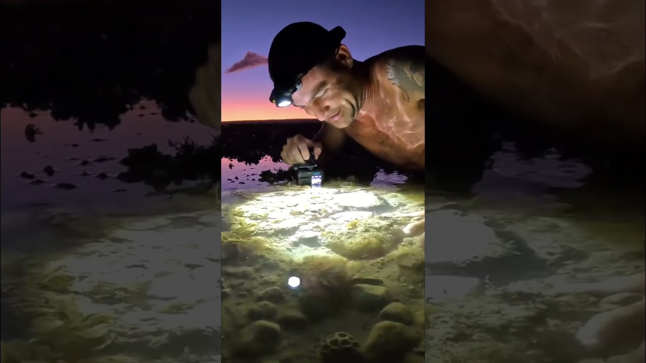 Blue Ring Octopus Close Encounter  This Is Insane! 