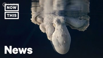 Why This Octopus Changes Colors in Her Sleep | NowThis