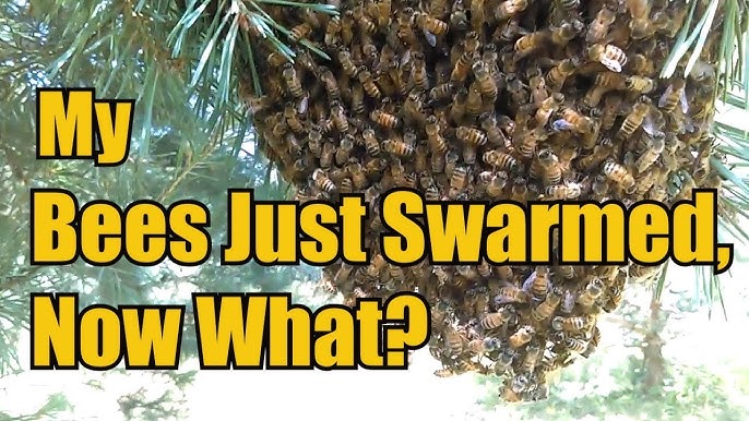 Bee Attractant Bee Bait Bee Swarm Lure Home Beekeeping Attract