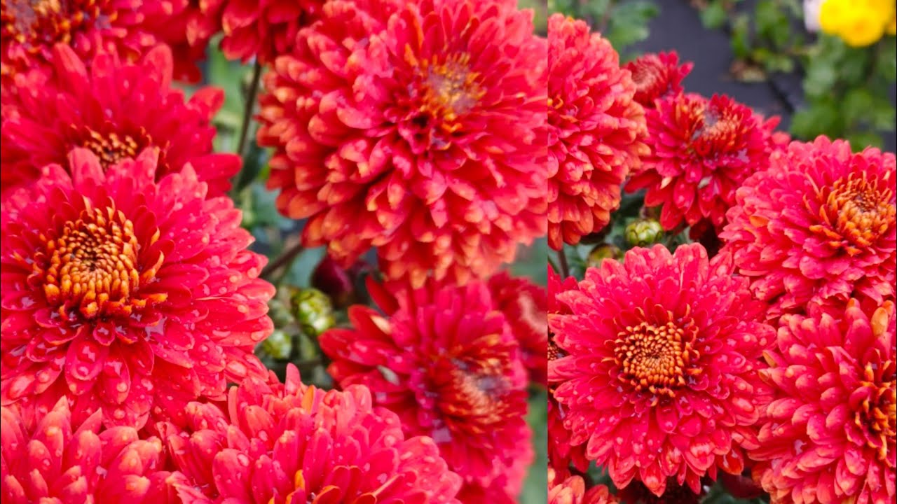 КРАСНЫХ ОТТЕНКОВ СОРТА ХРИЗАНТЕМЫ КОРЕЙСКОЙ ЗИМОСТОЙКОЙ.