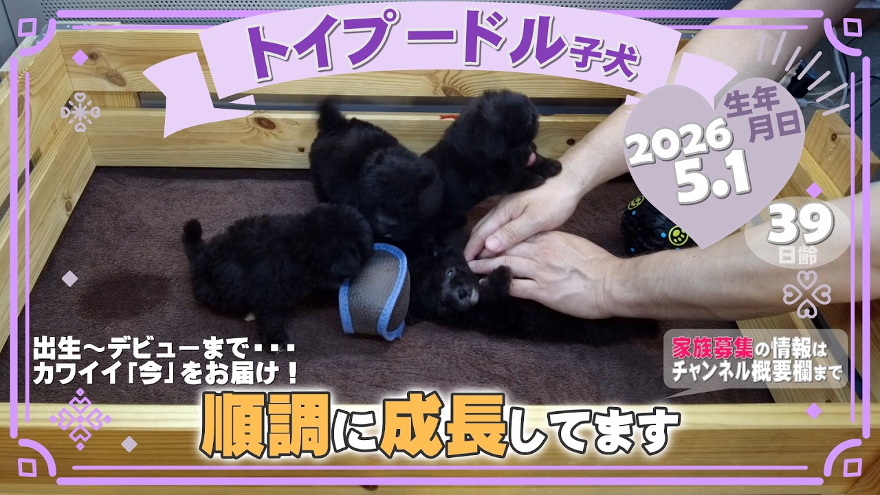 トイプードル子犬｜2026.5.1生（39日齢）｜グレー｜男の子・女の子
