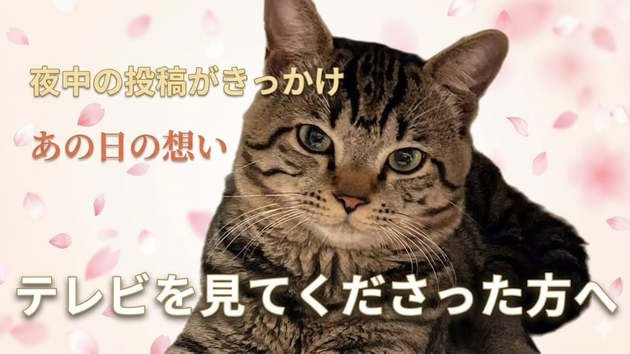 ベッド上等でみられるテレビ To those who watched on TV | My thoughts on the day the suits were
