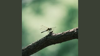 Dunia Sementara (Remastered 2025)