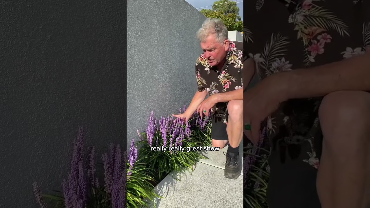 The Perfect Flowering Border For Small Spaces - Liriope Muscari