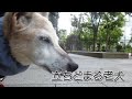 ふと立ち止まる老犬