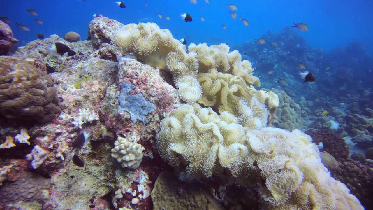 Coral reefs YouTube