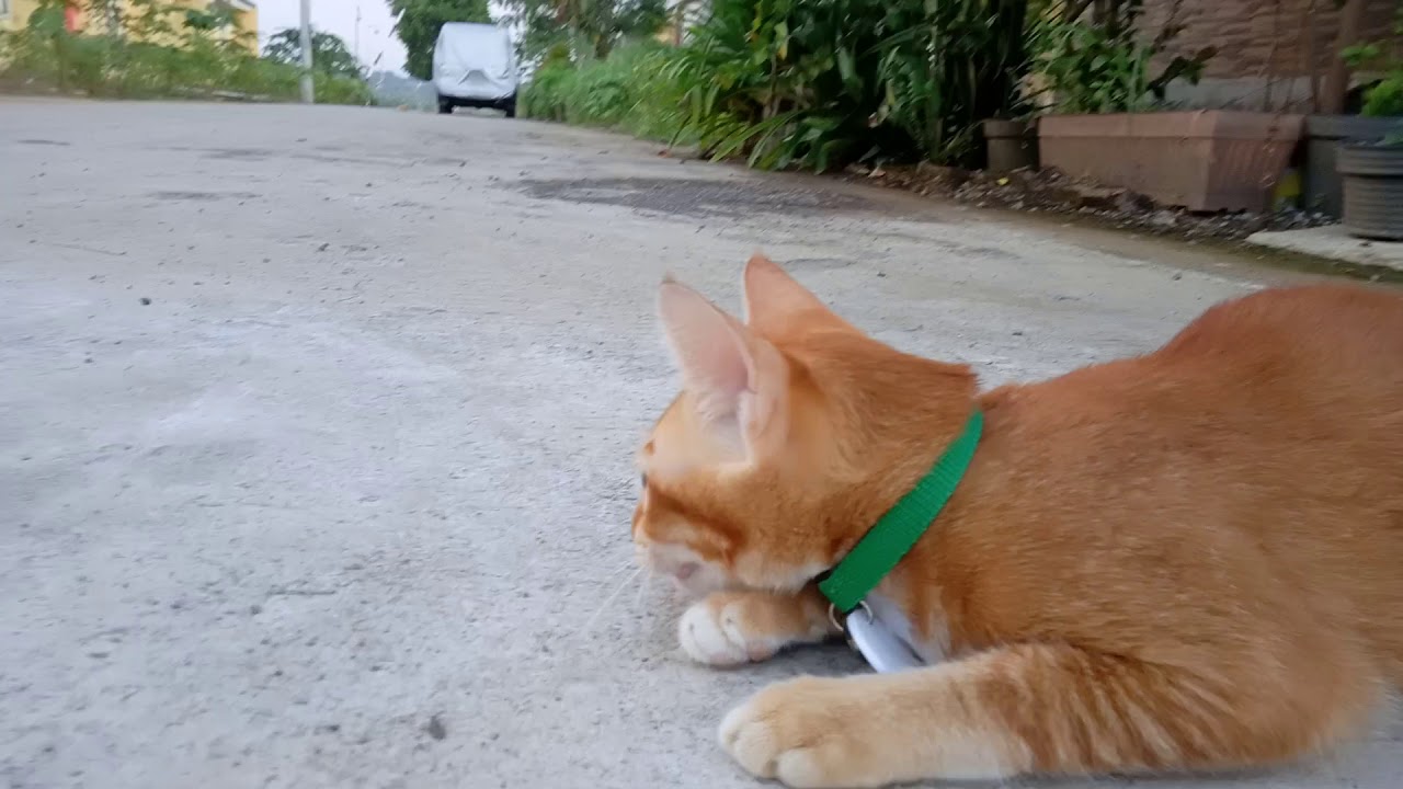 Kenapa yakalau melihat ayam atau burung , Kucing selalu ngomel