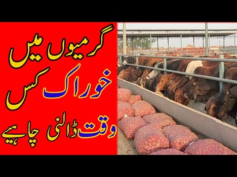 When to feed in summerگرمیوں میں خوراک کس وقت ڈالنی چاہیے