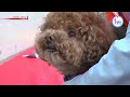 Evacuating with petsーNHK WORLD-JAPAN NEWS