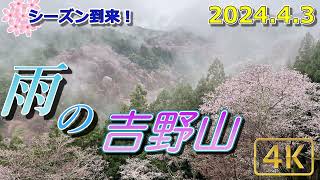 【吉野山2024桜①：4月3日】雨の吉野山（下千本～上千本）：下千本はほぼ満開・・（2024.4.3撮影）