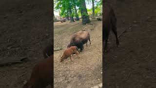 1 Month Old Baby Bison Calf With Momma Blue 🦬🦬