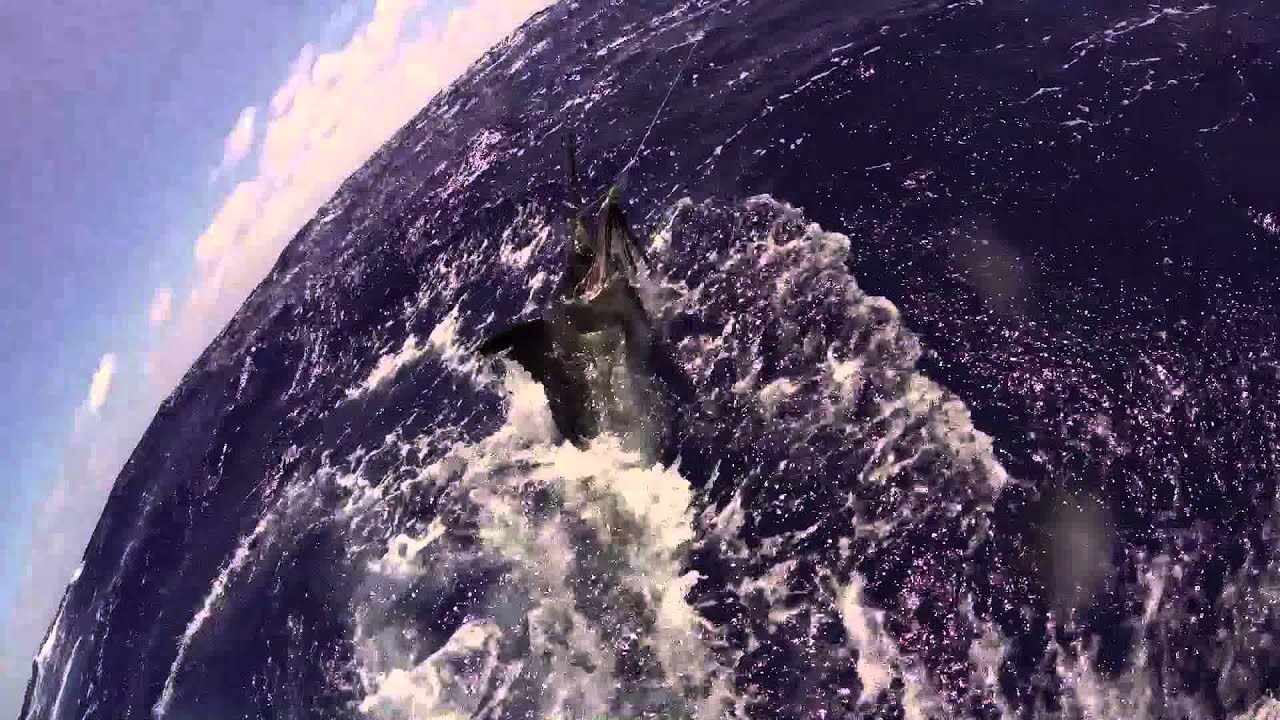 CatchStat | Sea Horse Anglers Club Billfish Tournament 2014 Fish Release Video 