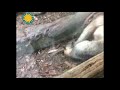 Southern Tamanduas Playing at the Smithsonian's National Zoo