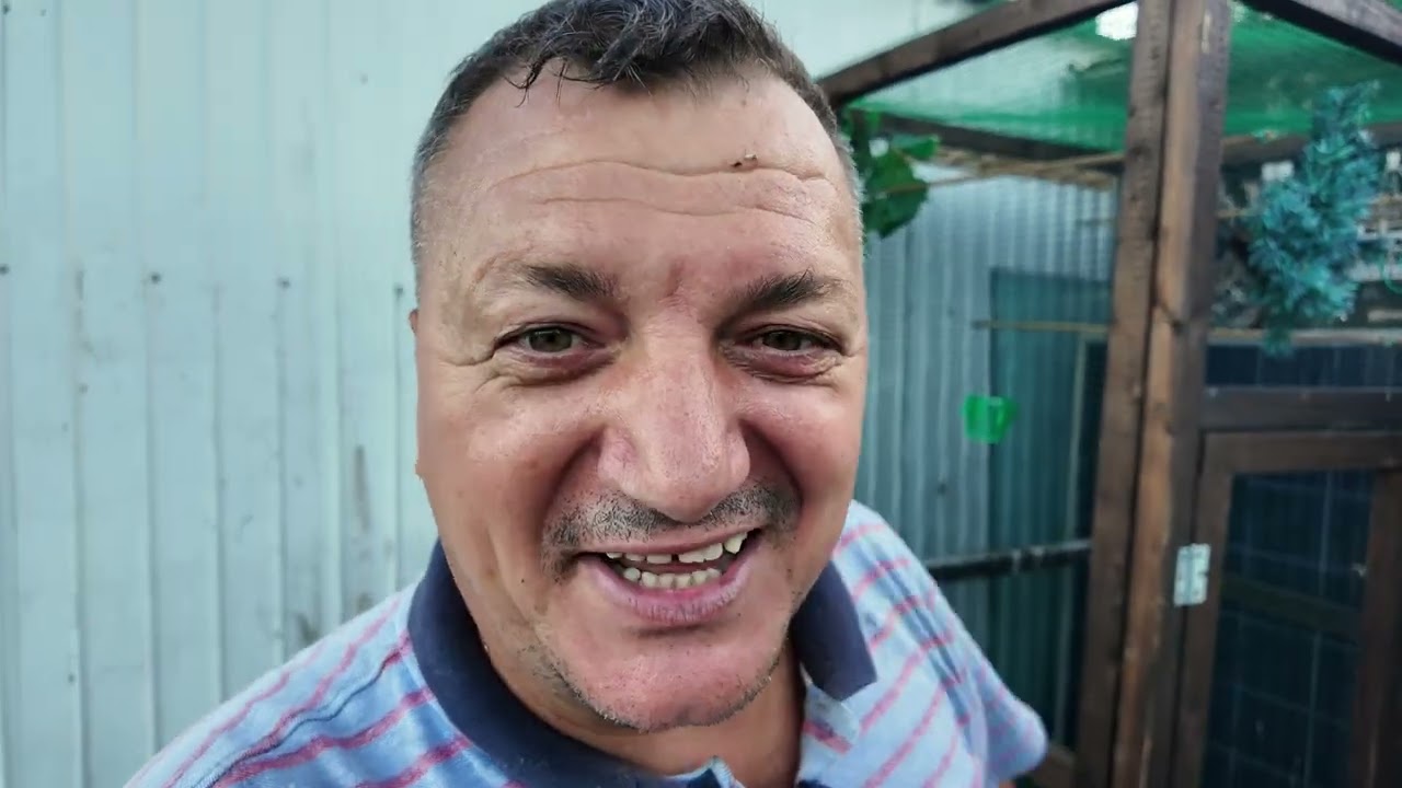 Canarini e cardellini voliera grande gigante  Canarini selezionati #canarini @AliPitFarm #gabbie