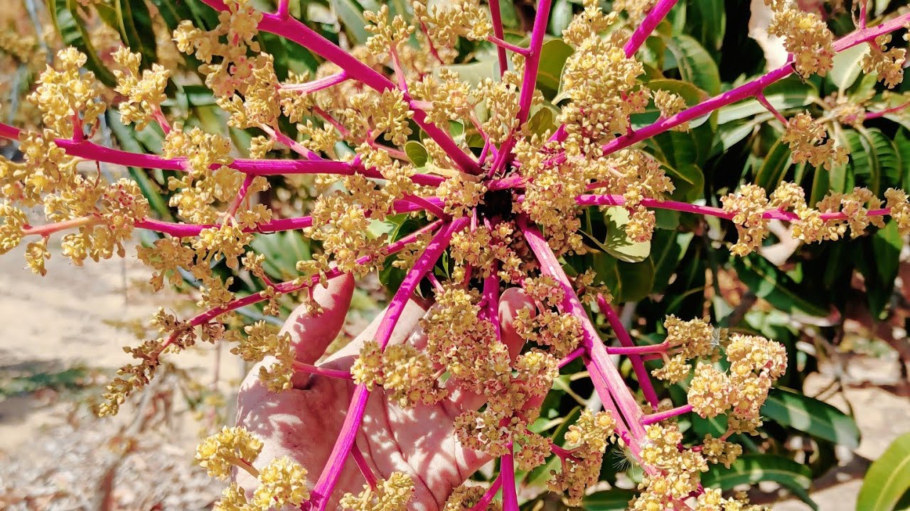 إحذر التزهير المبكر في المانجو .. لا تتعجل و لا تتأخر !!؟ | السكري و الهندي و الزبدية | مانجو العرب