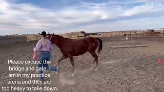 Kennedy & Presley AQHA Young Horse Development Program in-hand trail assignment