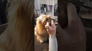 Silky Terrier eye grooming