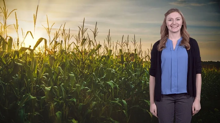 Katie Murphy (UC Davis): How Corn Fights Crop Stress