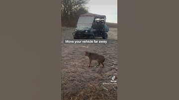 Bobcat release