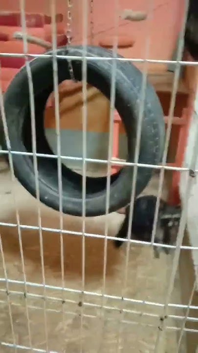 Банда из амура🦝🤣 - YouTube