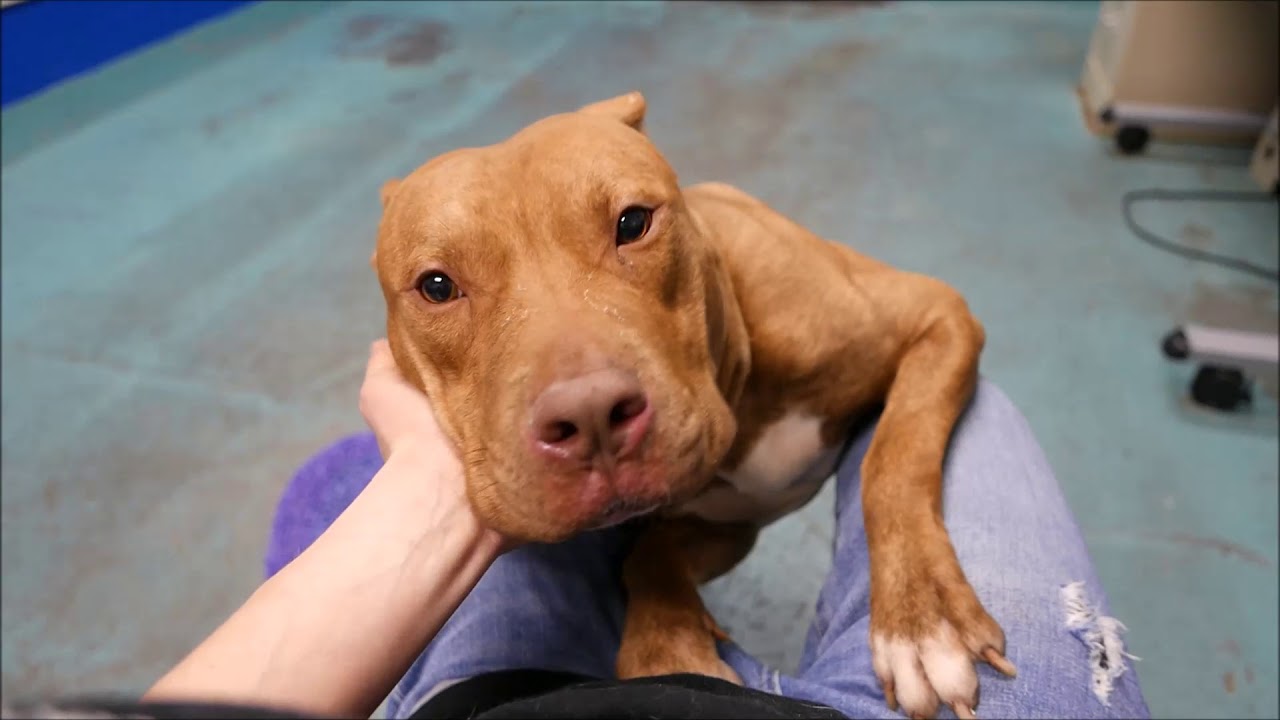 Tiger 22718 | A Cuddly Cub