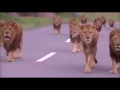 The lions are on their way