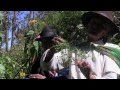 Medicinal plants in the Andes 2 (Viñac, Peru) / Plantas medicinales