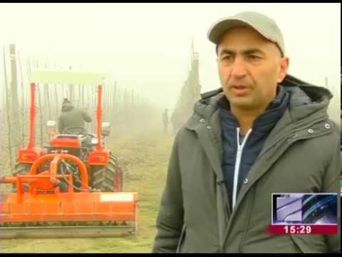 \"ერთიანი აგროპროექტის\" ფარგლებში საოკუპაციო ხაზთან ახალი ხეხილის ბაღები გაშენდა