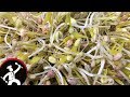       growing moong bean sprouts at home  104